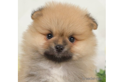 成約済の千葉県のポメラニアン-226746の1枚目